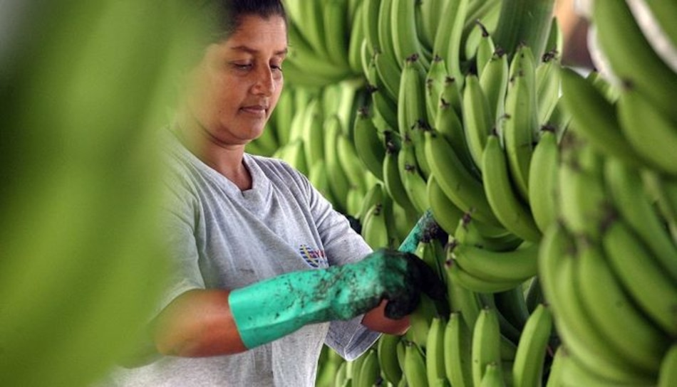 Proyecto para reactivar zonas bananeras pasa a segundo debate