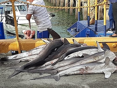ARAP multa con $250 mil a embarcación por pesca prohibida