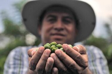 Nueva planta de café resistente a la roya