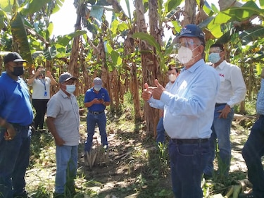 Gobierno promete préstamos ‘blandos’ para cultivo de plátano 