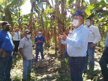 Gobierno promete préstamos ‘blandos’ para cultivo de plátano