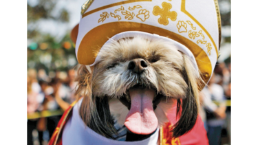 Mascotas en el cine, ciencia y hoteles
