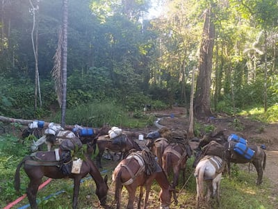 Darién: 6 detenidos y 13 mulas incautadas en operativo por presunta minería ilegal