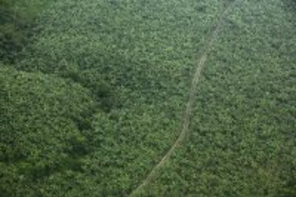 Favorecen arancel de 176 euros al banano