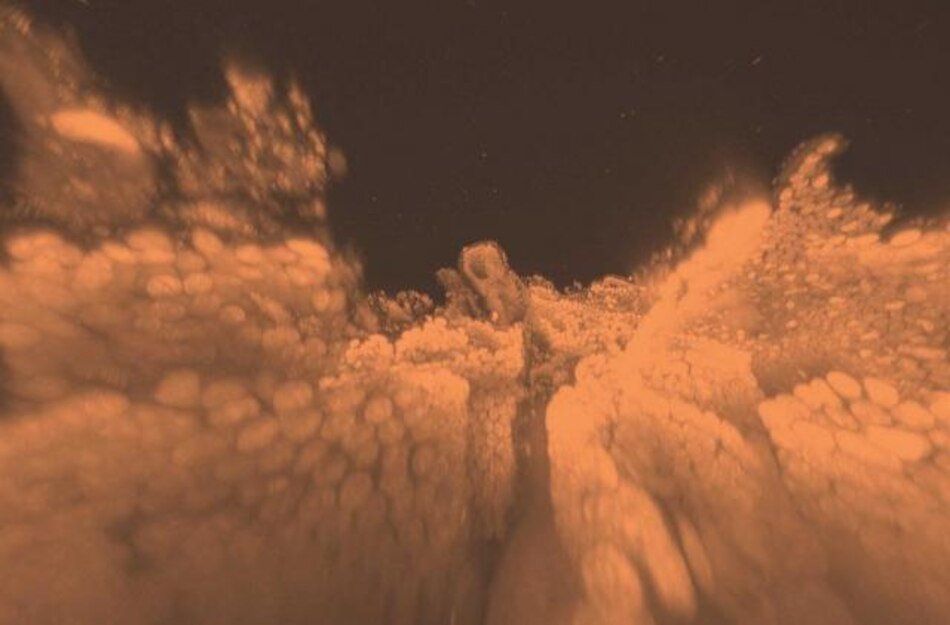 Ratones transparentes permiten estudiar anatomía