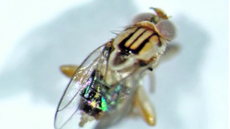 Moscas que comen hormigas