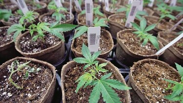 Universidad impartirá cursos sobre marihuana medicinal en EU