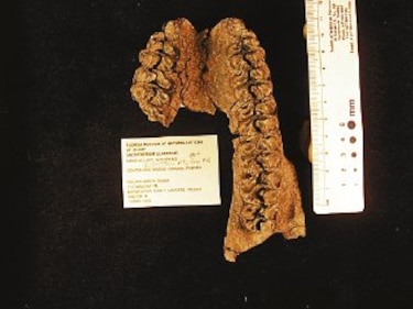 Encuentran fósil de caballo forrajero