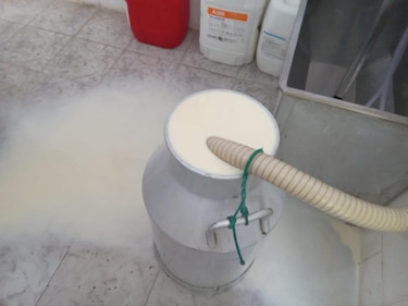 Recuperar la cadena de producción láctea tomará más de un año