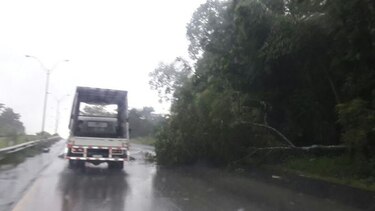 Varios árboles caídos tras lluvias