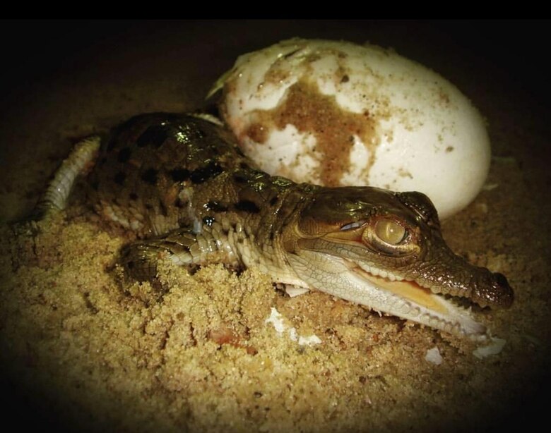 Cómo Juancho, un caimán del Orinoco, juega desde Dallas un papel clave para impedir la extinción de su especie