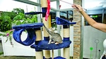 Huésped de cuatro patas