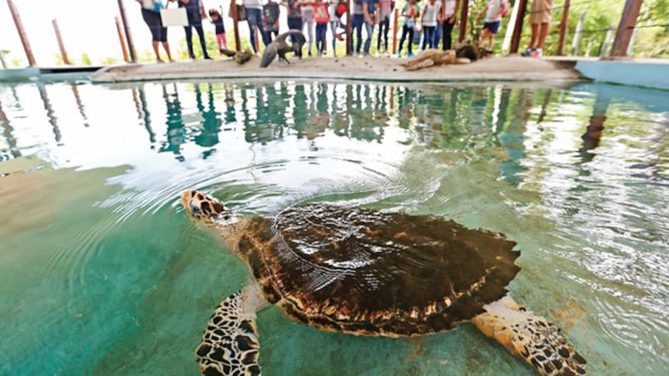 Un hogar fuera del caparazón