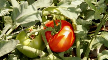 Tomateros no sembrarán sino aumenta paga por la producción