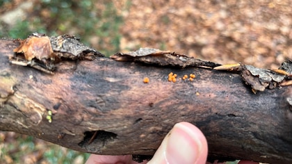 Las imágenes que muestran el microscópico y poco conocido mundo de los mohos deslizantes