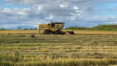 Varela Hermanos apuesta al desarrollo del agro y realiza su primera cosecha de arroz