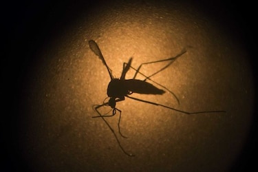 El zika llegó a Sudamérica en 2013, mucho antes del Mundial de Brasil
