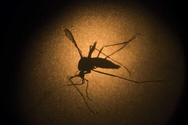 El zika llegó a Sudamérica en 2013, mucho antes del Mundial de Brasil
