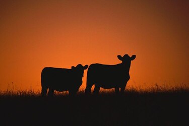 La multimillonaria estafa de las ‘vacas virtuales’ que sacude a Uruguay, uno de los países más ganaderos del mundo