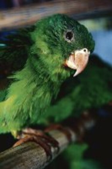 Rescatan pericos en el Terraplén