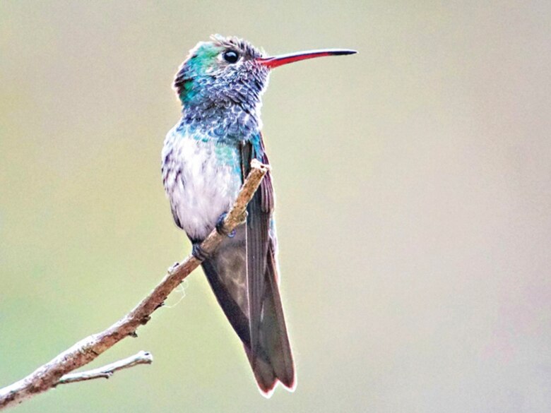 El papel ecológico clave de las especies raras bajo amenaza