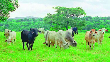 Aumenta el sacrificio de reses por brucelosis