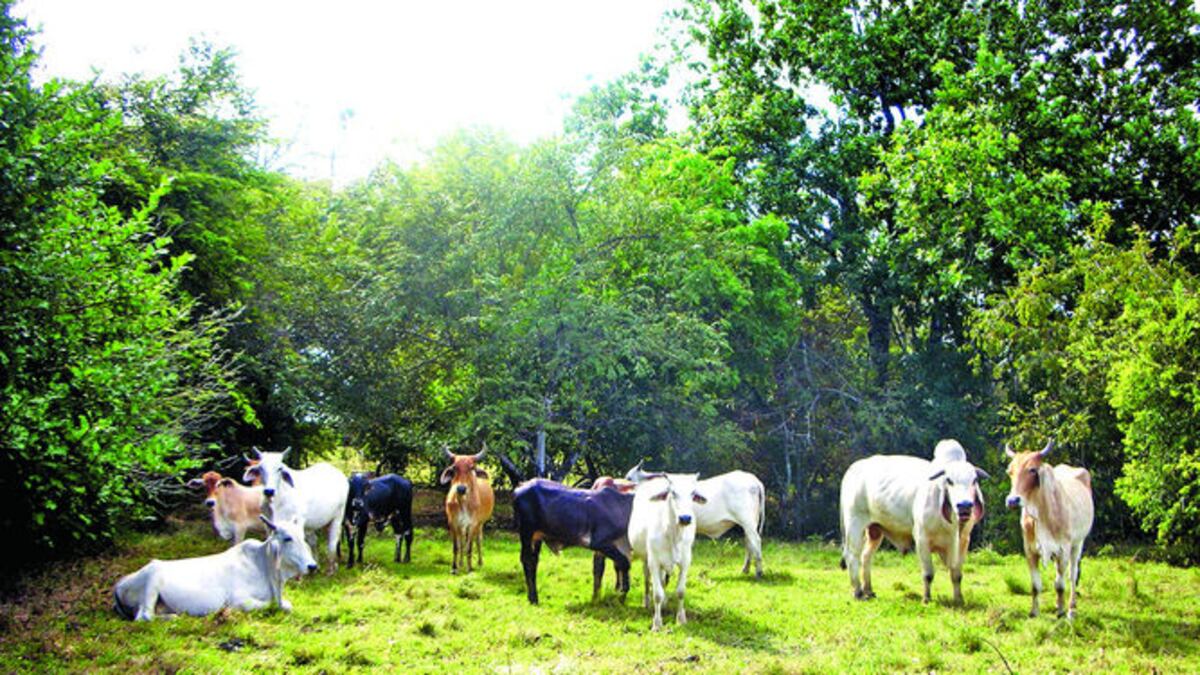 Las garrapatas inciden en la baja producción y la mayoría está en el ambiente. La ciencia es útil para desarrollar nuevas estrategias de control, incluyendo vacunas y químicos que sean menos agre