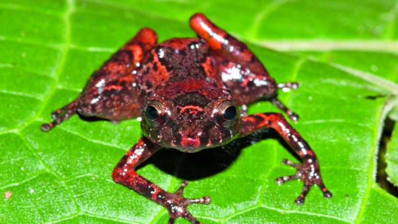 El croar de nuevas ranas en el istmo