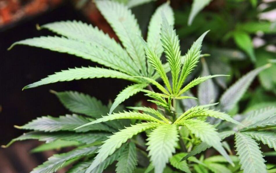 Senado mexicano creará consejo técnico para evaluar regulación de marihuana