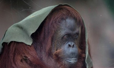Argentina: orangutana declarada 'sujeto no humano con derecho a libertad' en viaje a Florida