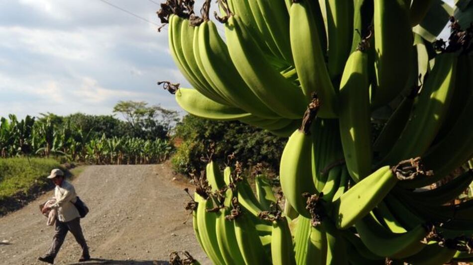 Exportarán 22 contenedores de banano por semana a Europa y Oceanía