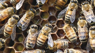FAO insta a defender las abejas, ‘aliadas’ para la lucha contra el hambre