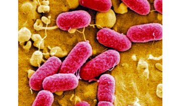 Fármaco contra superbacterias