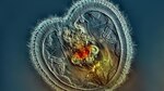 El arte de fotografiar microorganismos