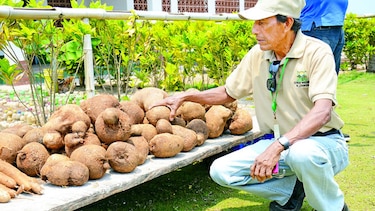 Una nueva cultura agrícola en Guna Yala