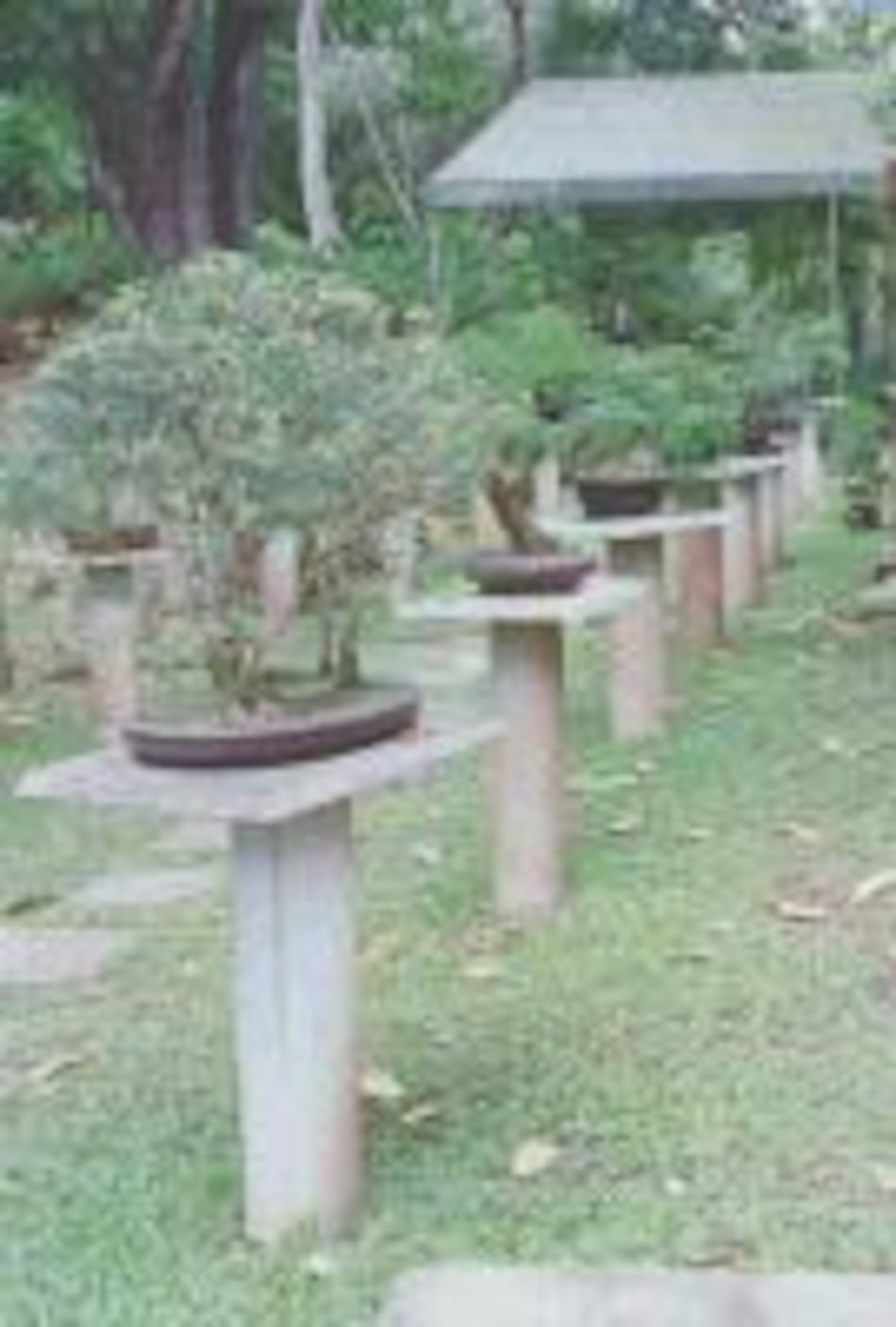 ¿Cómo se hace un bonsai?