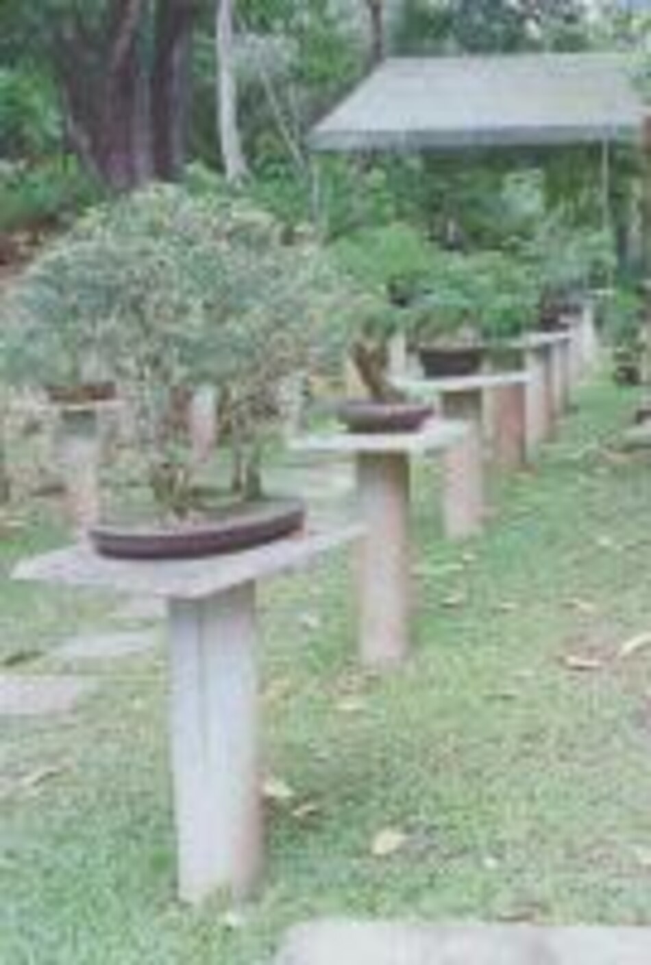 ¿Cómo se hace un bonsai?