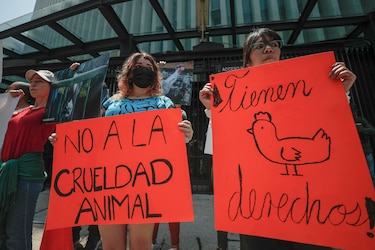 Activistas denuncian al legislador que promovió sacrificio de gallina en Senado de México