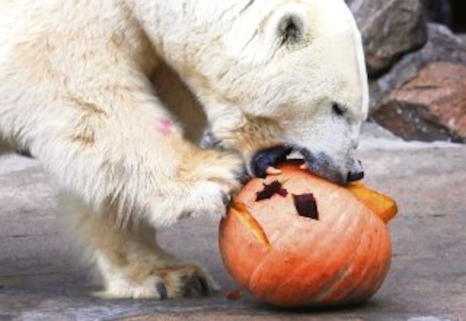 ¡Guau, guau, ´Halloween´!