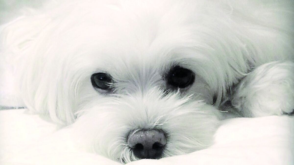 Lola, la inteligente