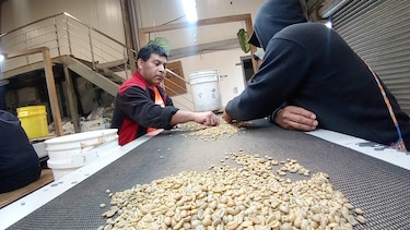 50 lotes de café panameño, bajo custodia, esperan subasta internacional