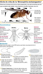 Intrusas en las frutas