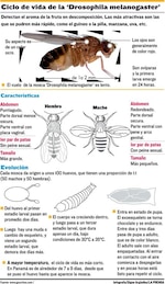 Intrusas en las frutas