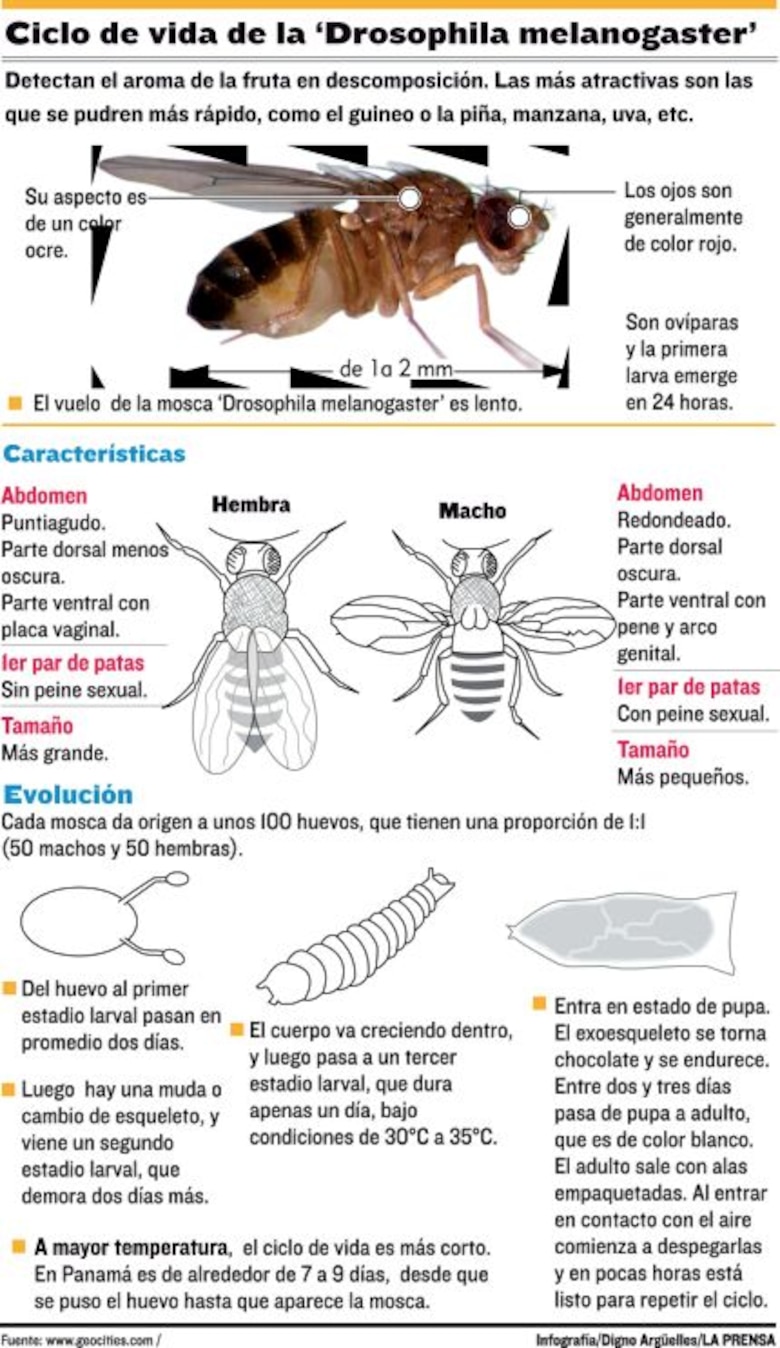 Intrusas en las frutas