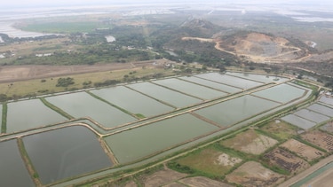 China levanta sanciones a exportadora de camarón ecuatoriana vetada por productos con Covid-19