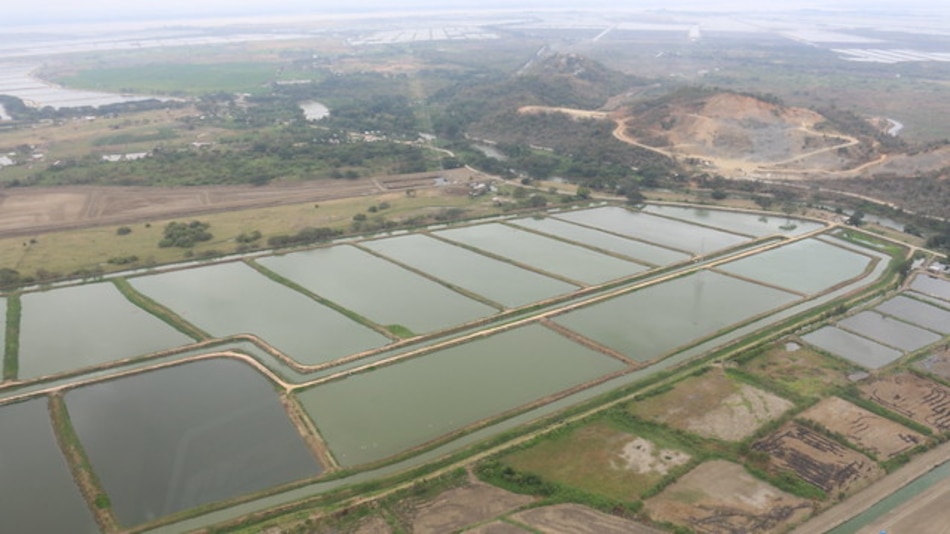 China levanta sanciones a exportadora de camarón ecuatoriana vetada por productos con Covid-19