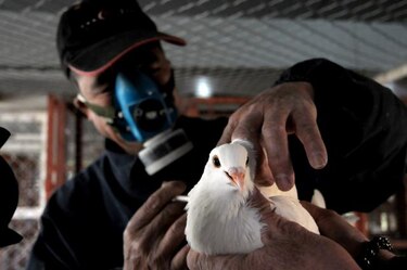 China reporta 4 nuevos casos humanos de H7N9