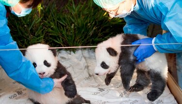 Zoológico de Berlín presenta a dos bebés pandas gemelos