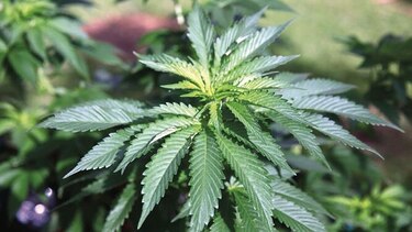 Carreras universitarias para estudiar la marihuana en EU
