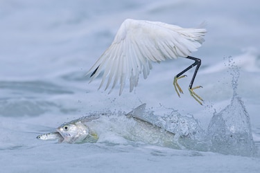La historia de la foto ‘perfecta’ que tomó una década capturar y otras imágenes ganadoras del premio Fotógrafo de la Vida Silvestre 2025